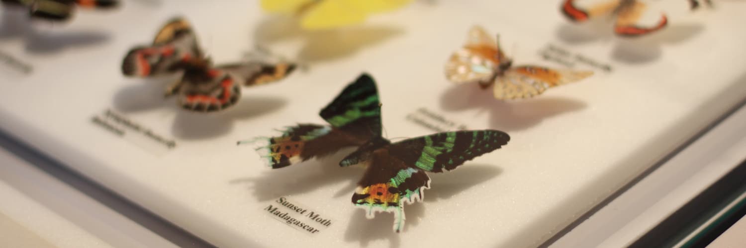 Newfoundland Insectarium